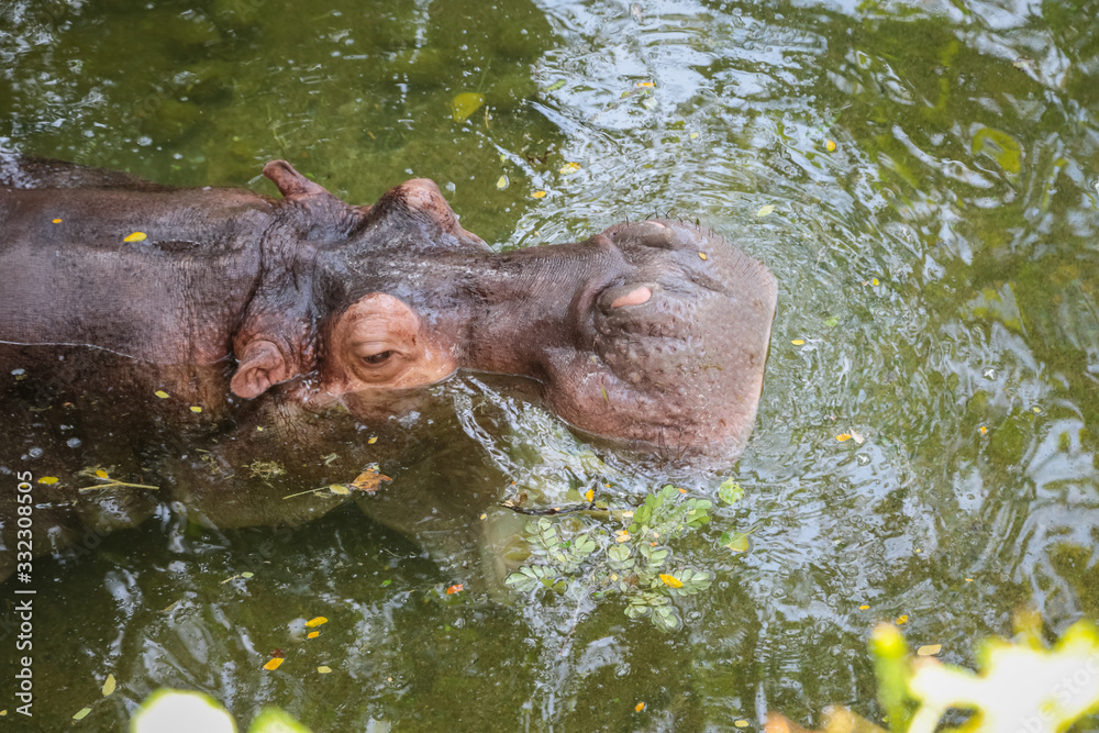 Fototapeta premium Hippopotamus floating on the water nature background