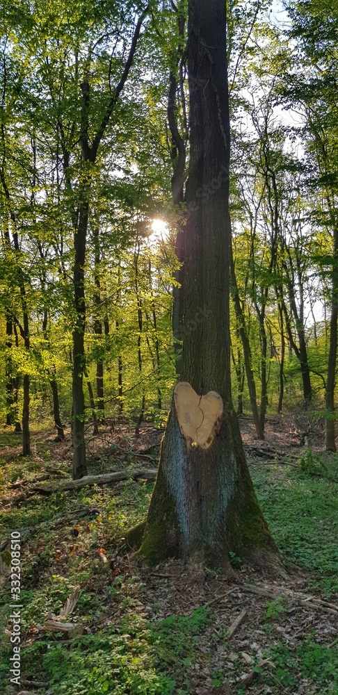 Heart shaped tree trunk in forest with sunrays Heart shaped tree trunk in forest with sunrays