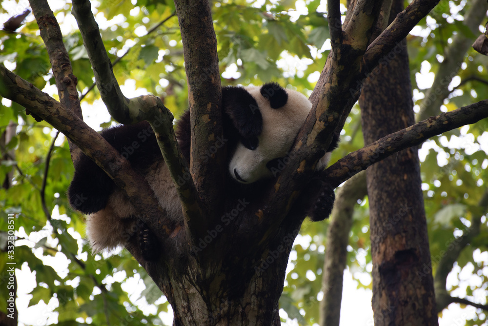 Obraz premium giant panda sleeping in the trees
