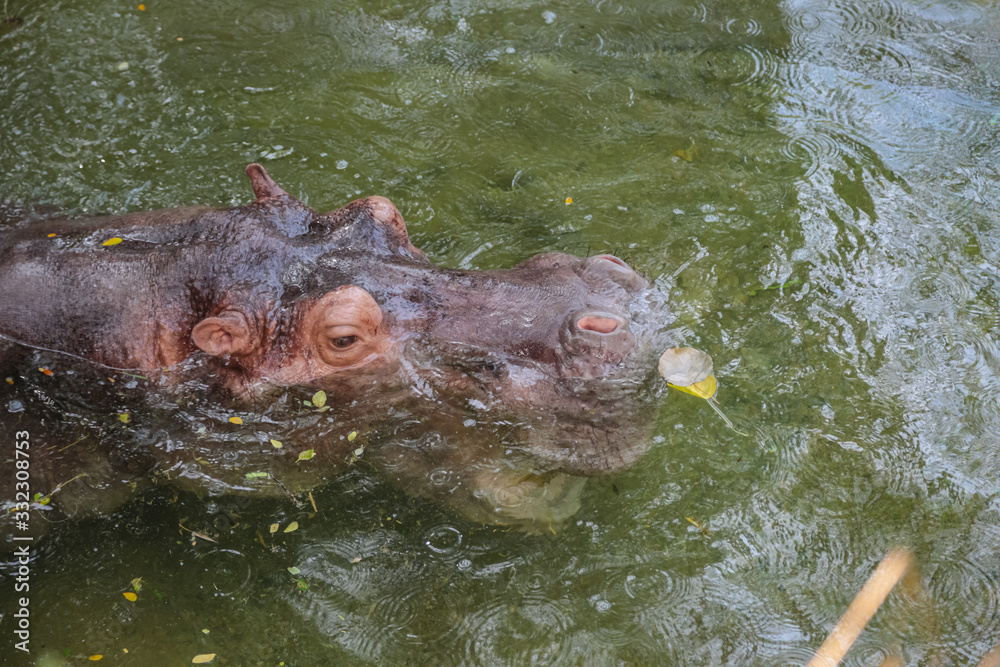 Hippopotamus floating on the water Hippopotamus floating on the water