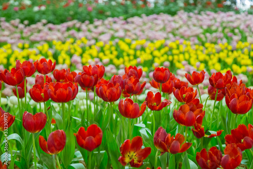 Tulip flowers selective focus with green background