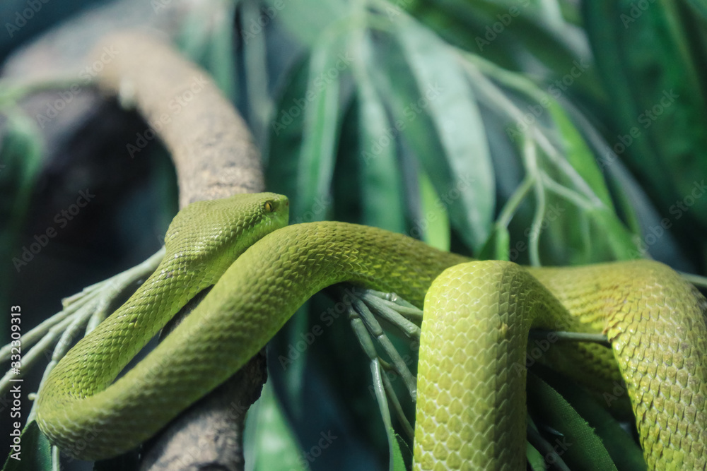 Obraz premium White-Lipped Pit Viper