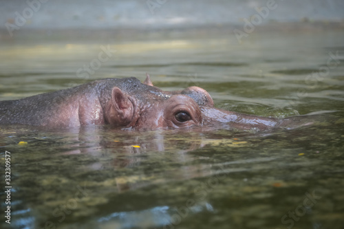 Hippopotamus floating on the water