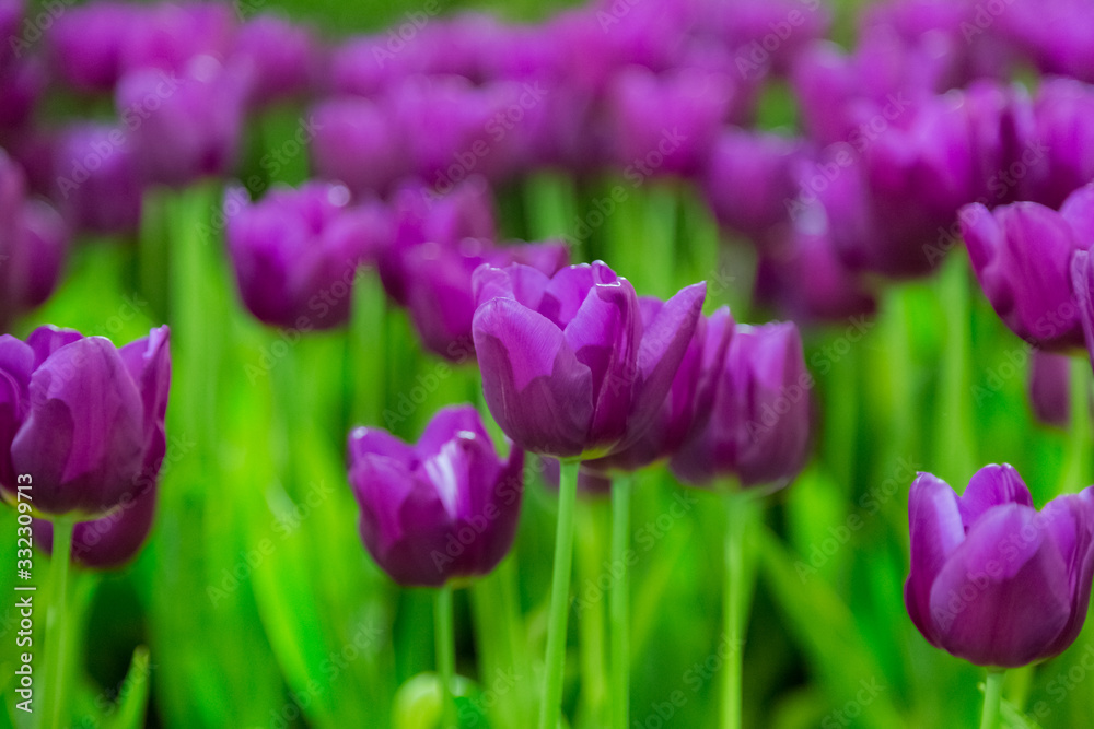 Violet Tulip flowers selective focus with green background Violet Tulip flowers selective focus with green background