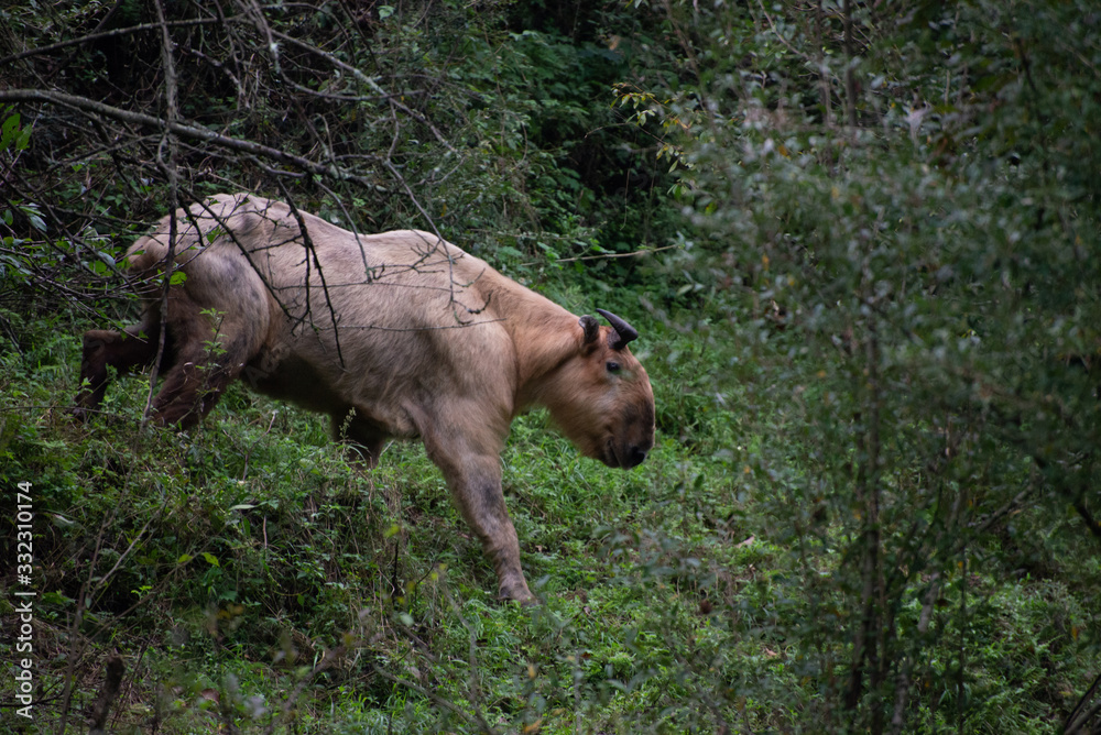 Fototapeta premium golden takin in a nature reserve in sichuan china