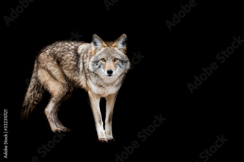 Coyote with a black background