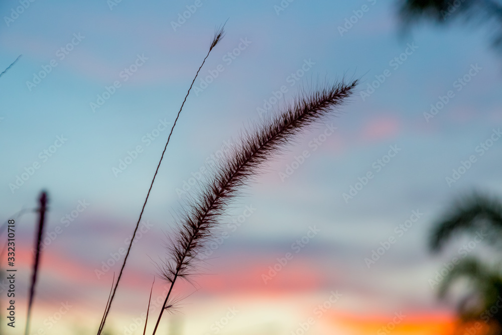 Obraz premium Dry grass with soft focus in golden sunset ligh with nature bokeh