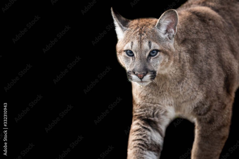 Fototapeta premium Cougar with a black background