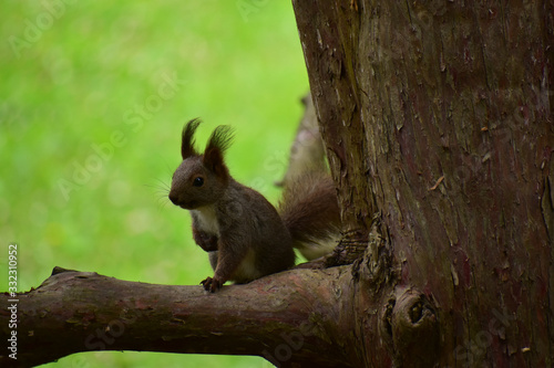 太い枝の上でじっとする子リス © mayudama