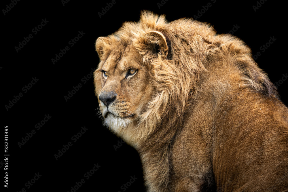 Fototapeta premium Lion with a black background