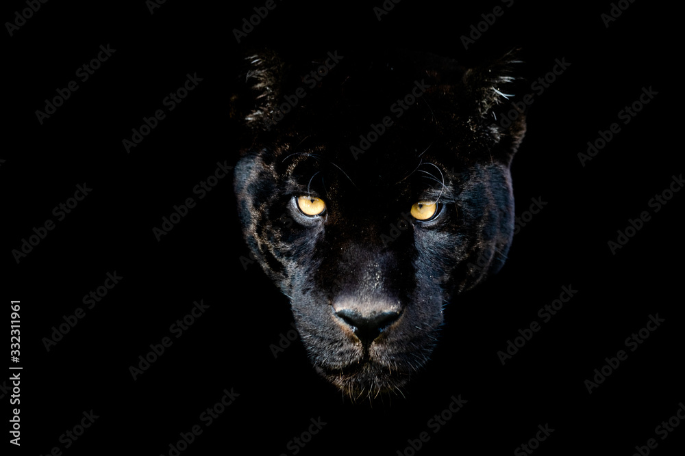 Black jaguar with a black background
