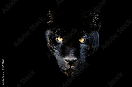 Black jaguar with a black background