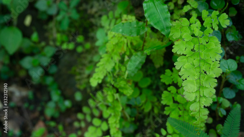 Maidenhair Fern that grows on mountain cliffs, images suitable for use as educational material, wallpapers, background images or graphic resources