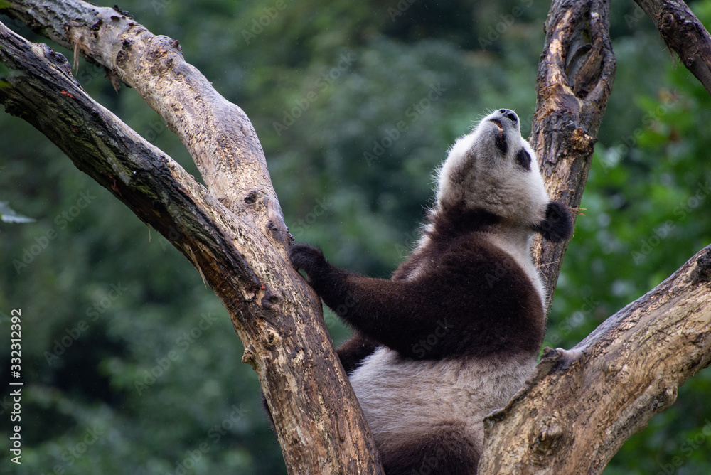 Fototapeta premium giant panda in a tree in sichuan china