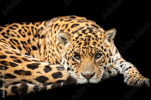 Jaguar with a black background © AB Photography