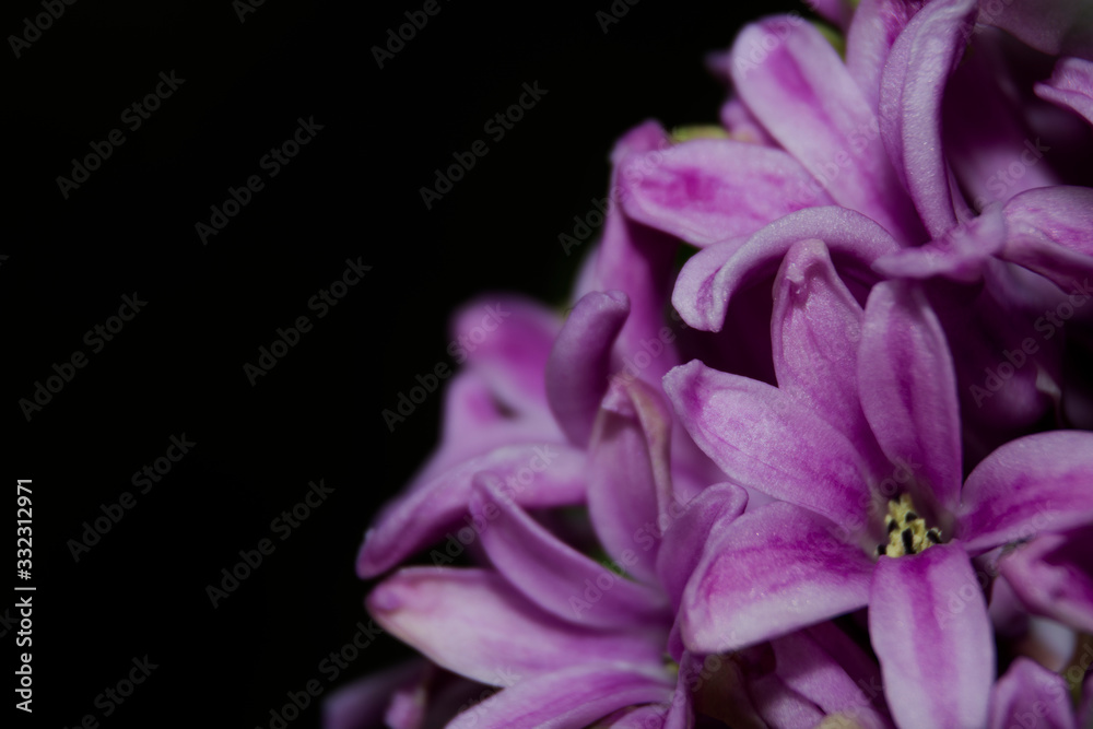 closeup of purple flower closeup of purple flower