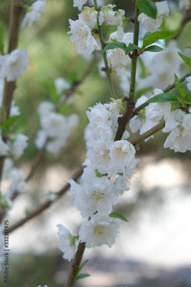 Obraz premium 桃花