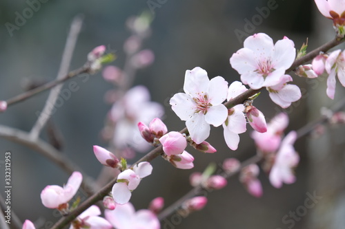 桜 © 寛 金城
