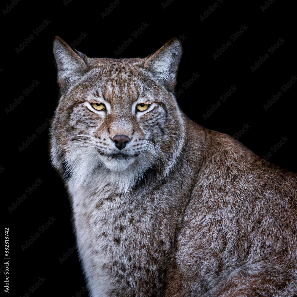 Obraz premium Lynx with a black background