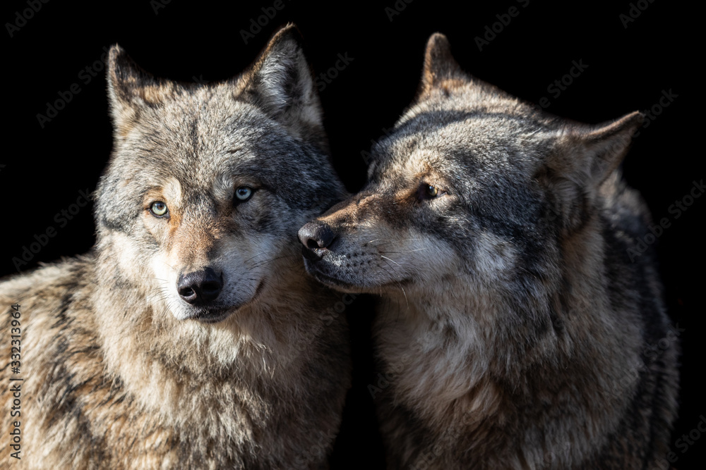 Fototapeta premium Grey wolf with a black background