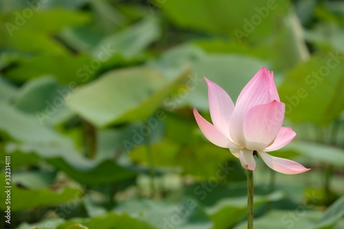 Pink lotus blossoms blooming in the pond surrounded by lotus leaves