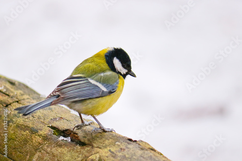 Great tit sits on an old stump. Forest bird Parus major.
