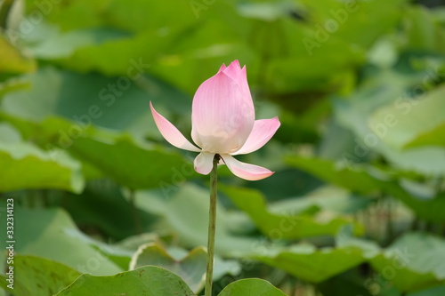Pink lotus blossoms blooming in the pond surrounded by lotus leaves