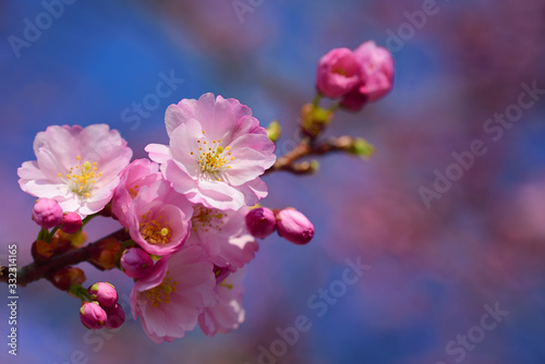 Close-up of a delicate cherry blossom branch with pink flowers against a pink and blue background with space for text  in spring nature