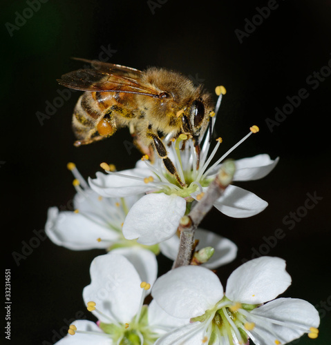 bee collecting nectar on white hawthorn flower on black background  © Paolo