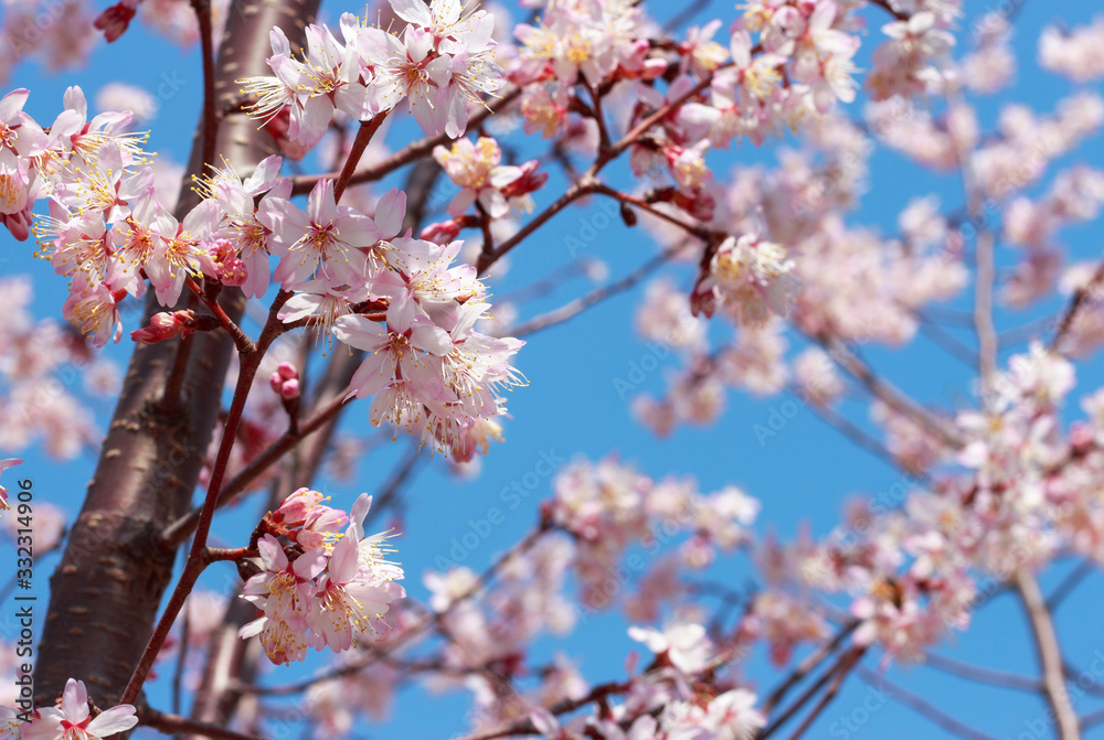 A Flowering sakura branches against the blue sky, spring background. A Flowering sakura branches against the blue sky, spring background.