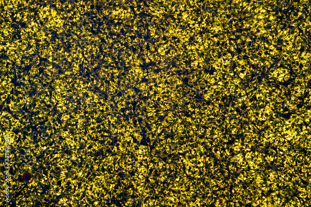 an scouring pad an scouring pad