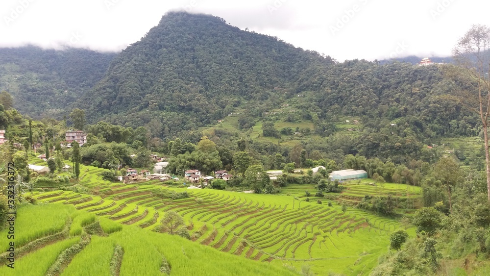 View of village landscape with scenic rice fields on hill terrace in Sikkim, organic farming