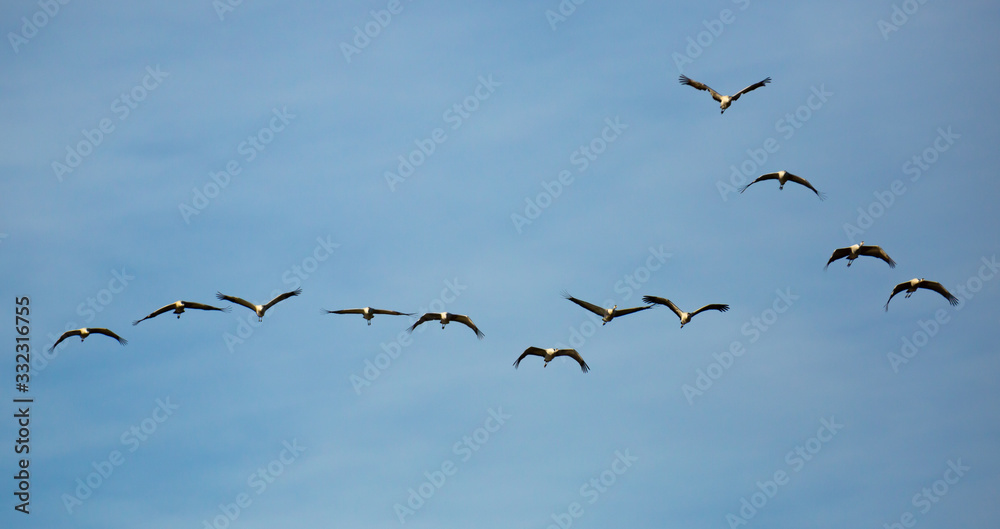 Flock of cranes flying in sky