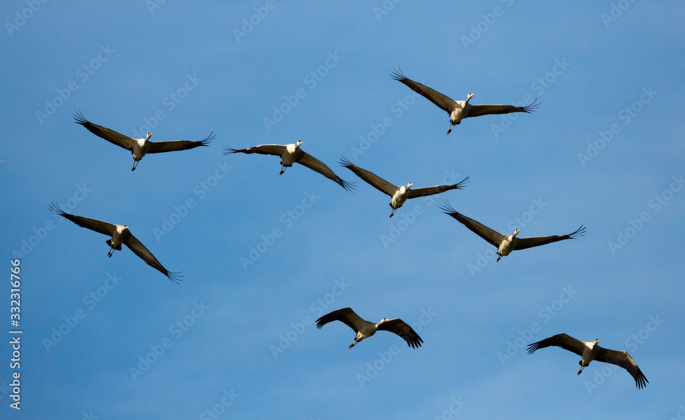 Large flock of cranes flying in sky