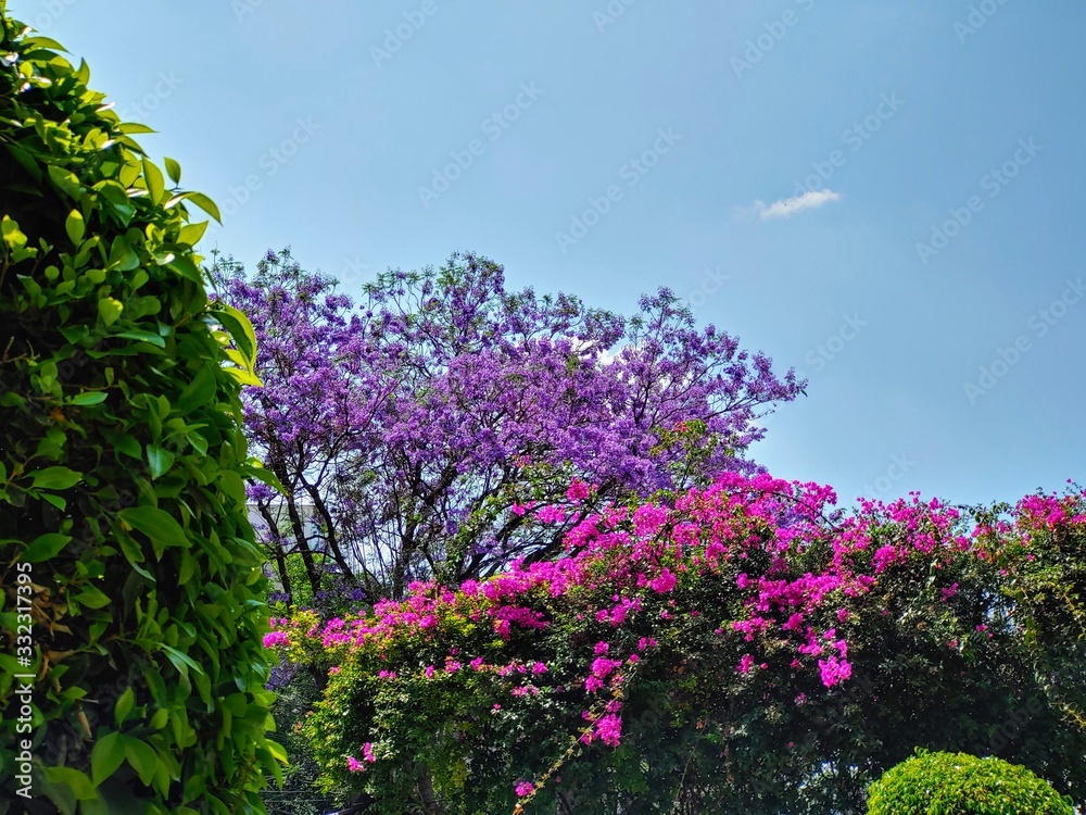 Jardín de ciudad con jacaranda y Bougainvillea Jardín de ciudad con jacaranda y Bougainvillea