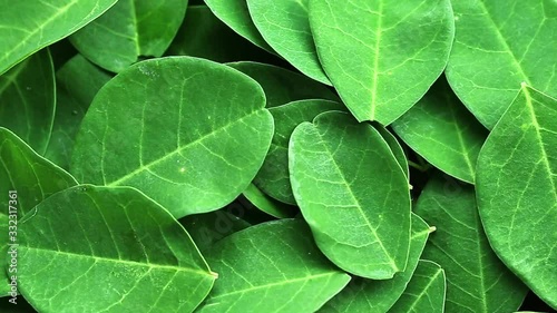 fresh green moringa leaves photo