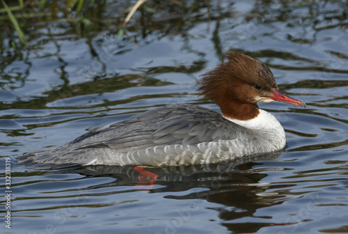 A pretty female Goosander, Mergus merganser, swimming on a river. It has been diving down under the water catching fish.