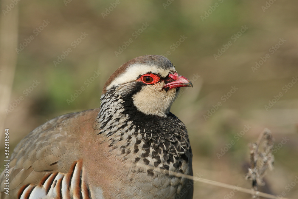 A portrait of a stunning Red-Legged Partridge, Alectoris rufa, standing in a field in the UK. A portrait of a stunning Red-Legged Partridge, Alectoris rufa, standing in a field in the UK.