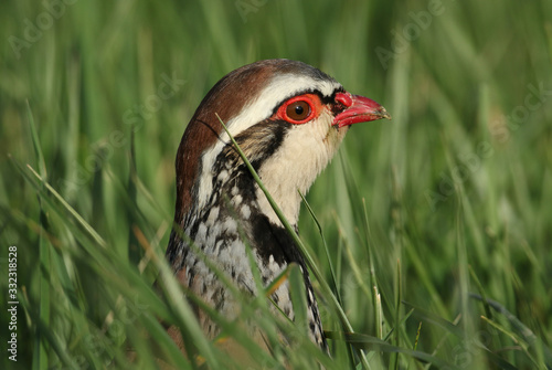 Photo A head shot of a stunning Red-Legged Partridge, Alectoris rufa, standing in the long grass in a field