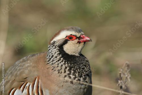 A portrait of a stunning Red-Legged Partridge, Alectoris rufa, standing in a field in the UK.