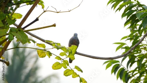 Zebra dove (Geopelia striata) or barred ground dove crowing and perching on tree branch.