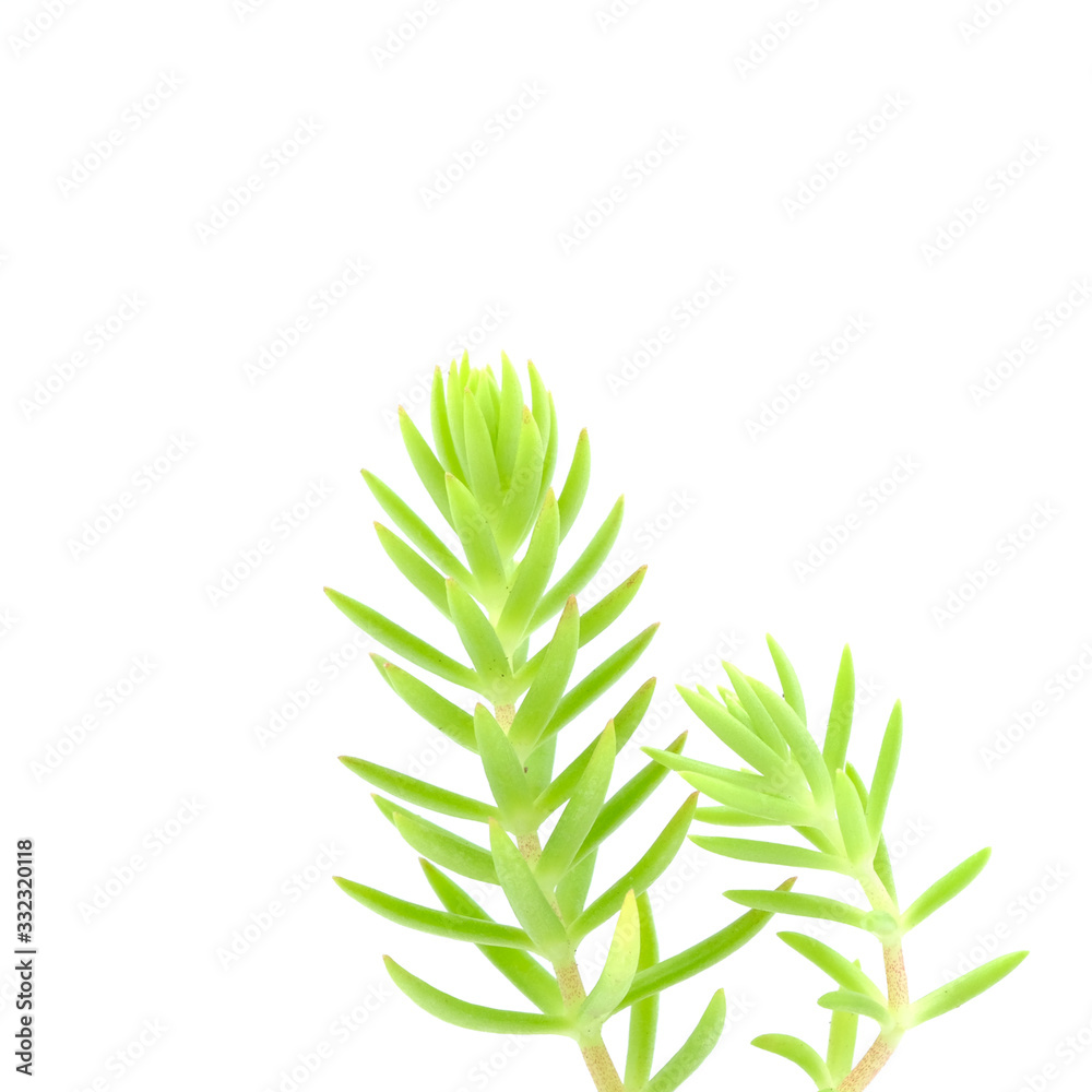 Fototapeta premium Green seedling on white background