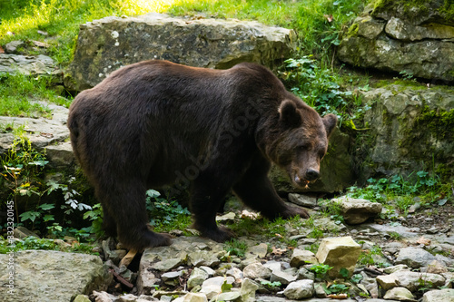 European brown bear in a forest