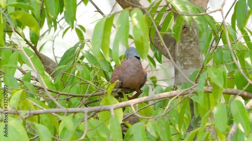 Red collared dove or Red turtle dove (streptopelia tranquebarica) perching and preening feathers on tree branch. Cute bird relaxing on the tree.