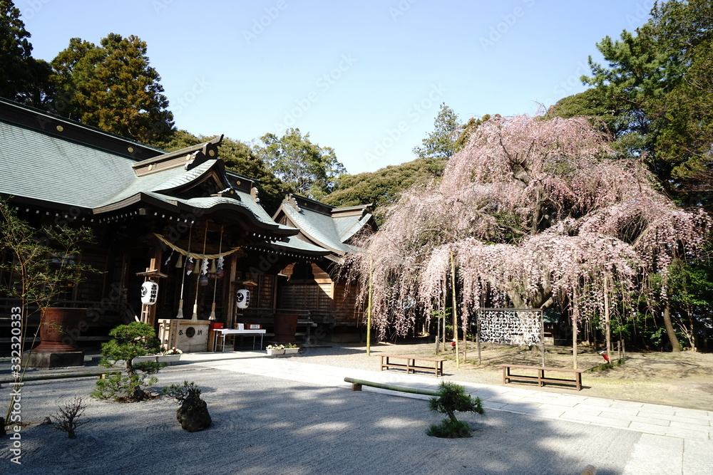 吉田神社（水戸市）のしだれ桜