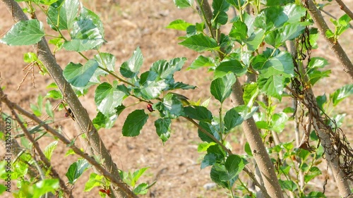 Warbling white-eye (Zosterops japonicus) or Japanese white-eye bird eating mulberry.  Little bird perching on the tree.