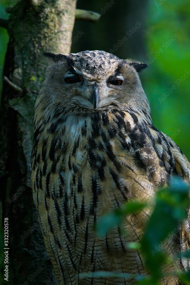 Closeup of a european eagle owl in a tree