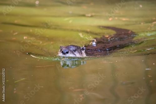 European fish otter swimming in a river