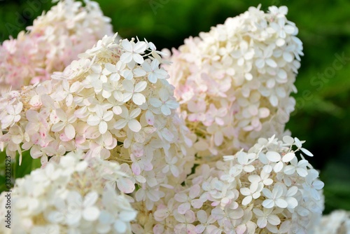 Lush delightful huge inflorescences of white and pink hydrangea in the garden close-up.