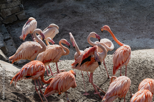 Flamingos with bright colors live in flocks near the pond. The plumage is pink and orange. Keeping individuals with long necks and powerful curved beaks in the zoo